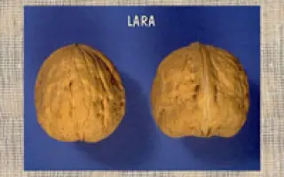 Лара Пьерраль