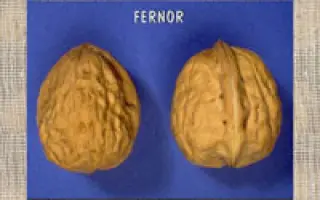 Фернор / Fernor