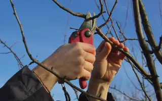 Обрезка плодовых деревьев
