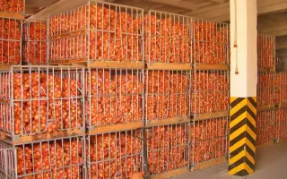 Хранение овощей, картофеля, лука