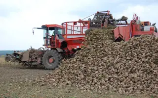 Уборка сахарной свеклы