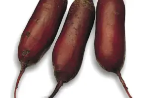 Цилиндра