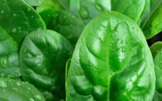 МАТАДОР / MATADOR