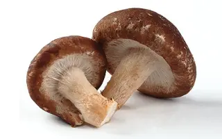 Шиитаке 370