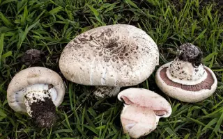Шампиньон растрескивающийся