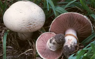 Шампиньон двуспоровый