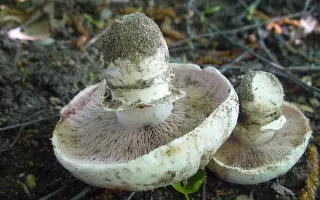 Шампиньон двукольцовый