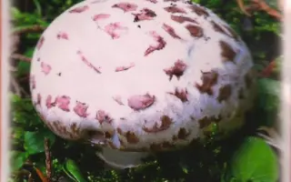 Шампиньон бернардовидный