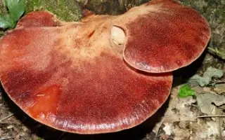Печеночница