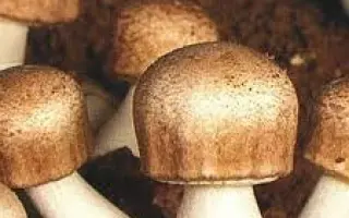 Шампиньон бразильский