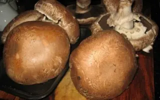 Шампиньон королевский