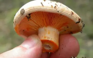 Рыжик настоящий