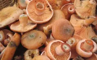 Рыжик настоящий