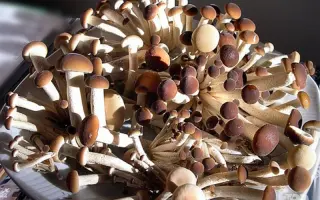 Агроцибе тополевый