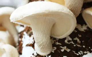 Шиитаке "Белый Китайский"