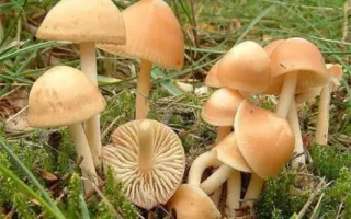 Опёнок луговой