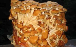 Опёнок намеко