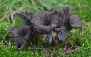 Лисичка серая