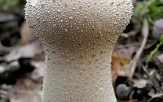 Дождевик шиповатый