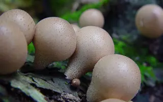 Дождевик грушевидный