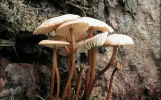 Чесночник обыкновенный