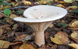 Говорушка гигантская