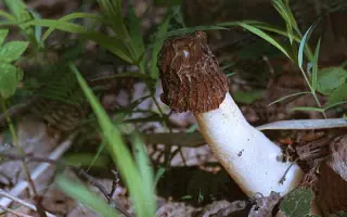 Сморчок полусвободный