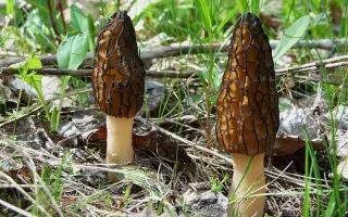 Сморчок конический