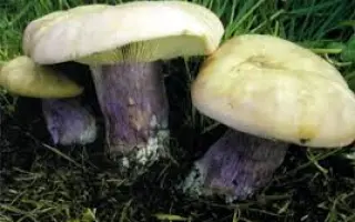 Рядовка лиловоногая