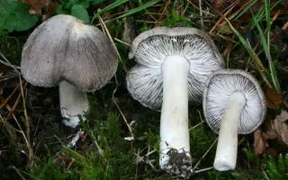 Рядовка землистая