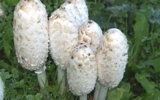 Навозник белый