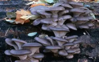 Вешенка флоридская