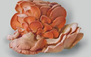 Вешенка розовая