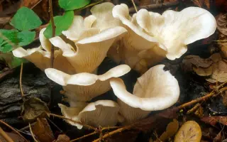 Вешенка рожковидная