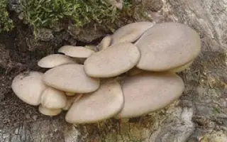 Вешенка осенняя