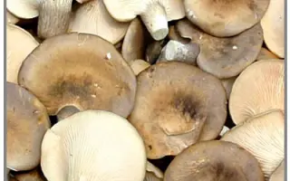 Вешенка морское ушко