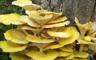 Вешенка лимонная