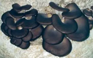 Вешенка Китайский черный