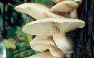 Вешенка ильмовая