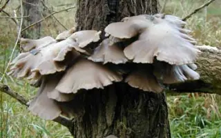 Вешенка дубовая