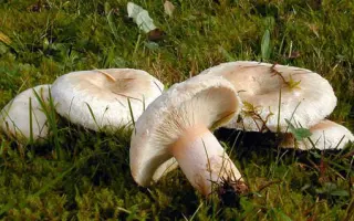 Волнушка белая