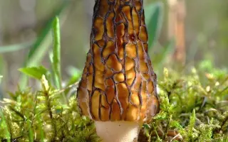 Сморчок высокий