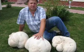 Дождевик гигантский