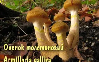 Опёнок толстоногий