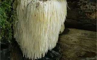 Ежовик гребенчатый