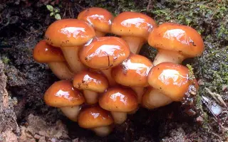 Опенок японский