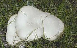 Белый степной