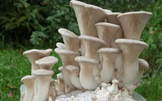 Вешенка королевская