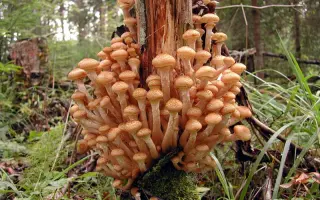 Опёнок осенний