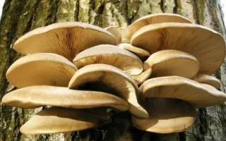 Вешенка обыкновенная